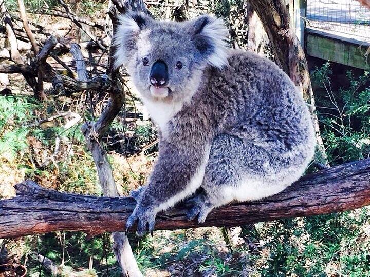 Phillip Island Nature Parks - Koala Reserve image