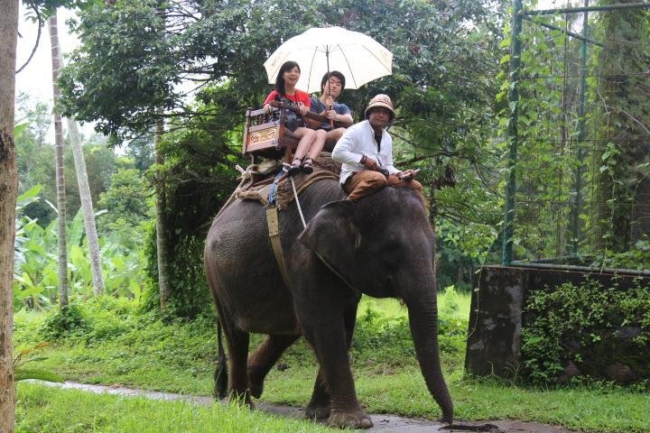 Bali Elephant Ride (Ubud): All You Need To Know BEFORE You Go