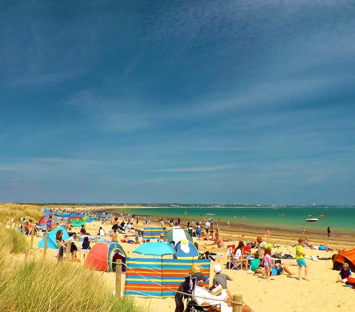 can dogs go studland beach