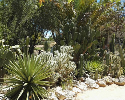 Cactus Garden. Louis Vuitton. Review (english)