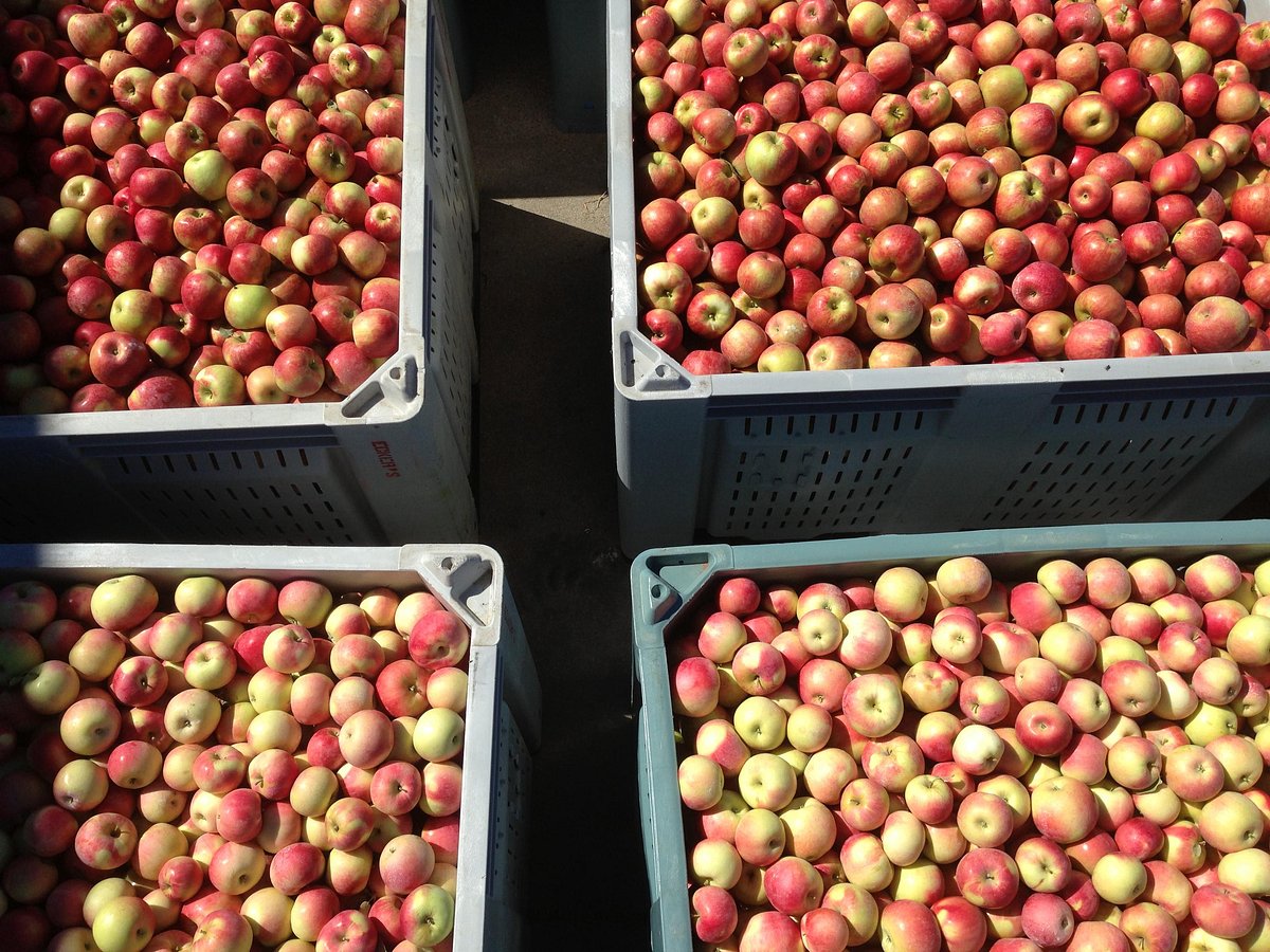 Market Apples — Ecker's Apple Farm