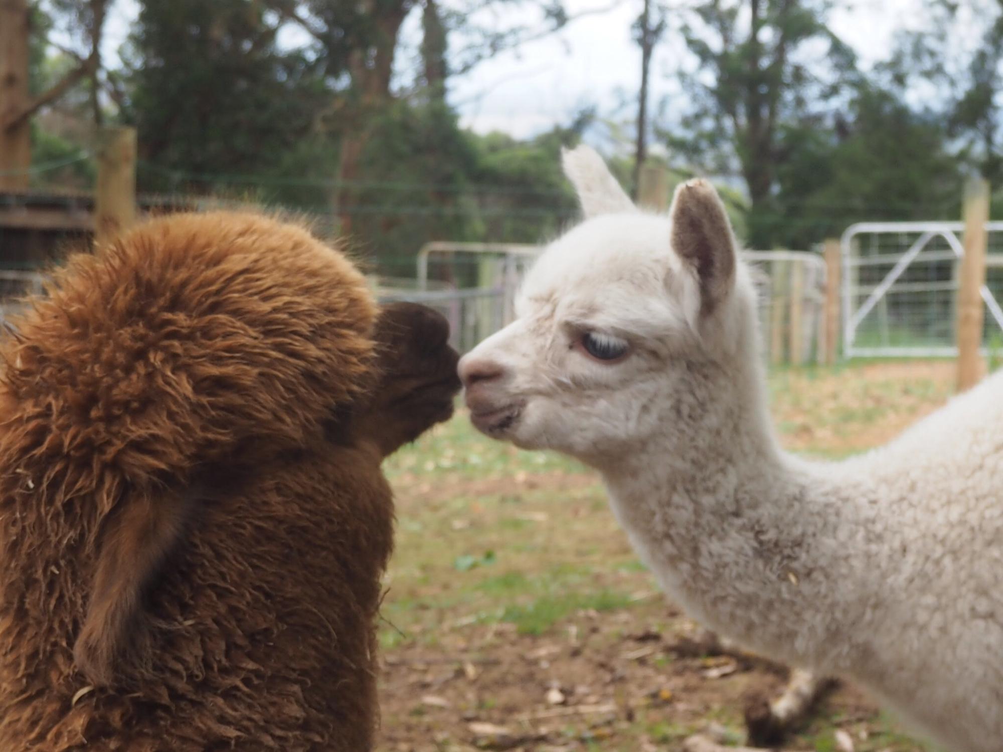 Denmark Animal Farm Pentland Alpaca Stud Lohnt es sich