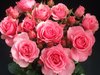 Marit M
