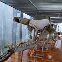 Sperm Whale Skeleton on exhibit