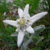 Stellalpina