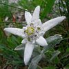 Stellalpina