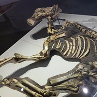 Cavallo