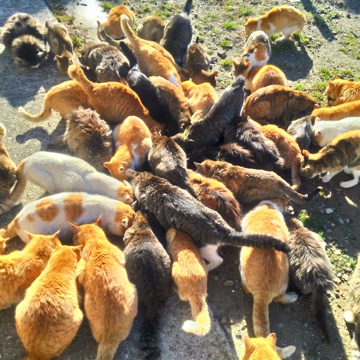 Aoshima Island has 100 cats, and we photographed almost all of them