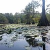 Things To Do in Caddo Lake State Park, Restaurants in Caddo Lake State Park