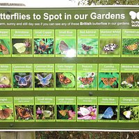 BUTTERFLY WORLD PROJECT (St. Albans) - All You Need to Know BEFORE You Go