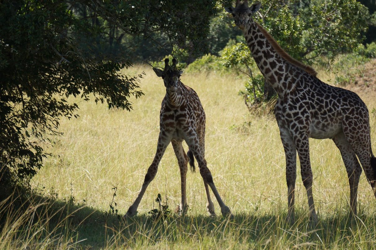 Maasai Mara - Wikipedia