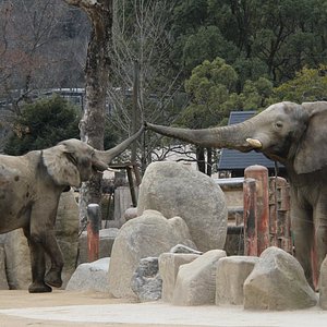 広島市で一番人気の動物園 水族館 トリップアドバイザー