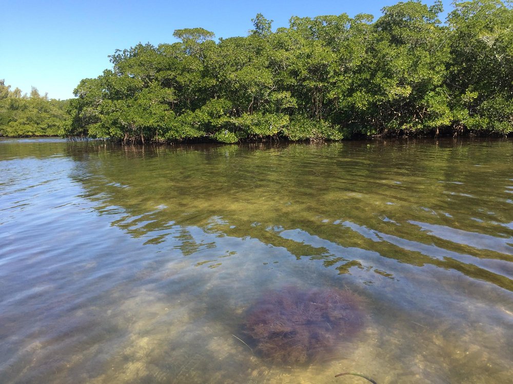 THE 10 BEST Sarasota Nature & Wildlife Areas (2024) - Tripadvisor