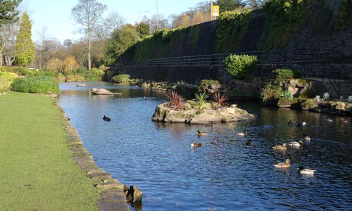 the duck pond