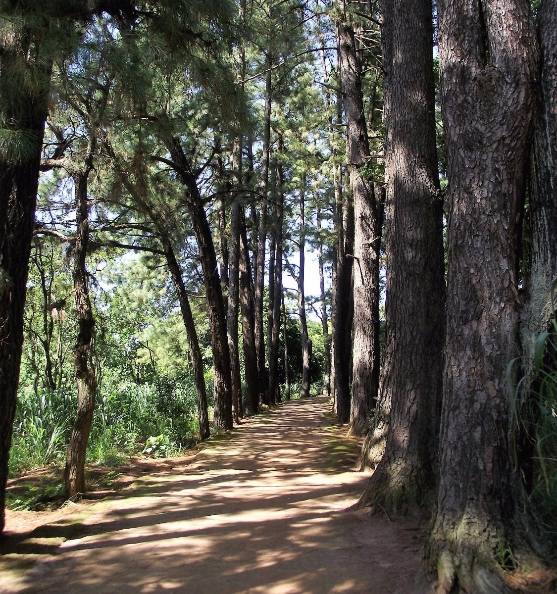 São Carlos Clube Trilha da caminhada - São Paulo, Brasil