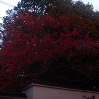 紅葉