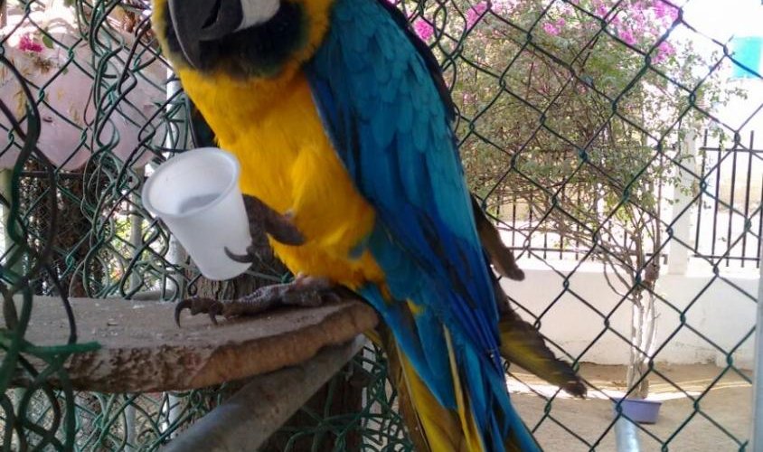 Guacamaya, hotel Juyasirain, Uribia, Guajira, Colombia