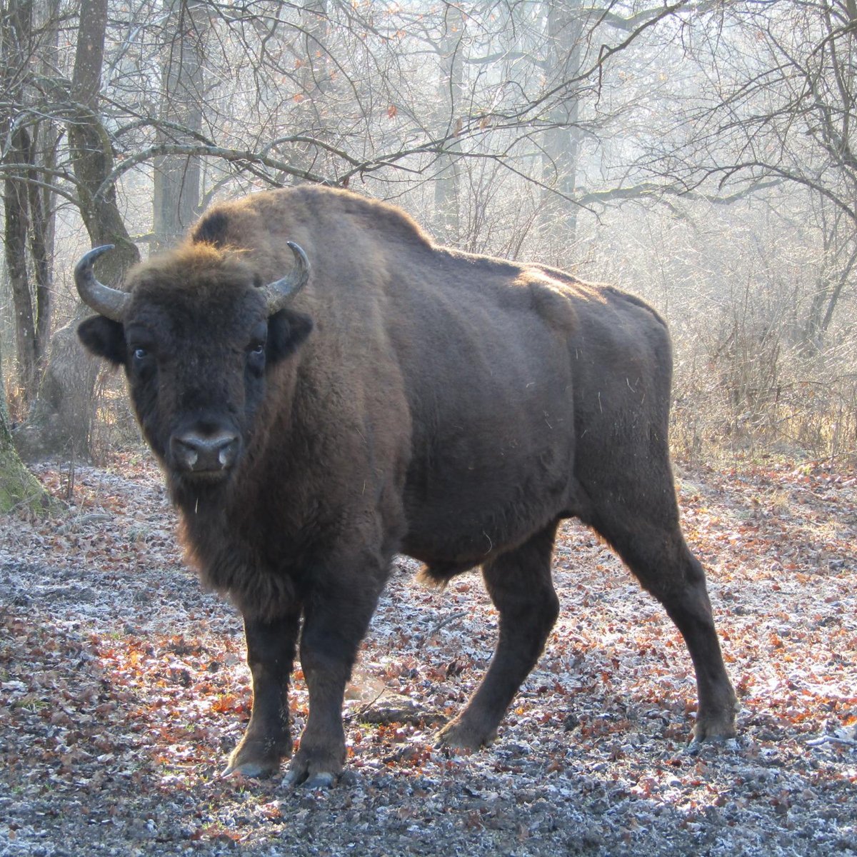 NEAGRA BISON RESERVATION (2024) All You Need to Know BEFORE You Go ...