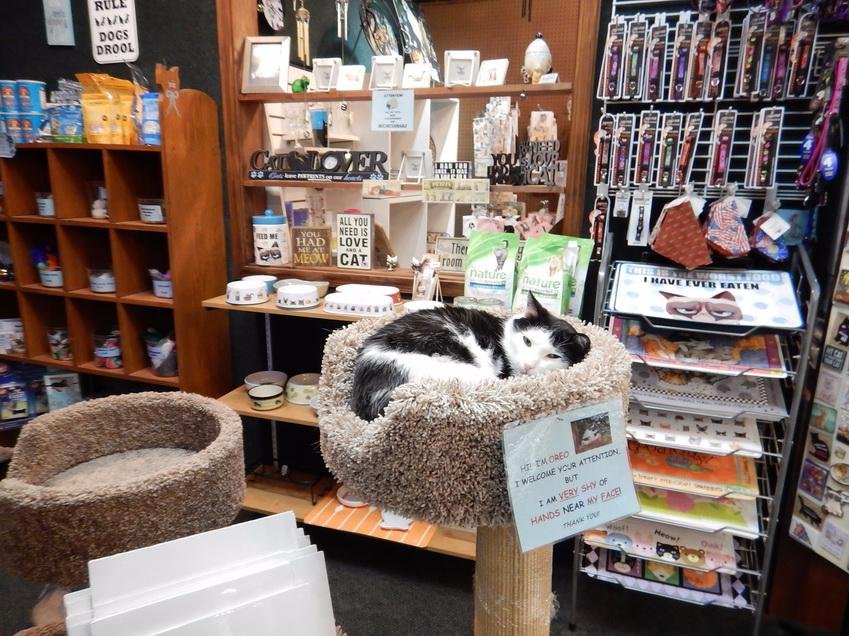 Cats shop hotsell near me