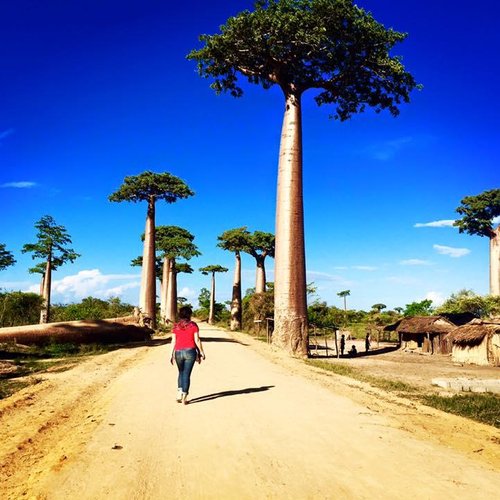 Avenue of the Baobabs - All You Need to Know BEFORE You Go (2024)
