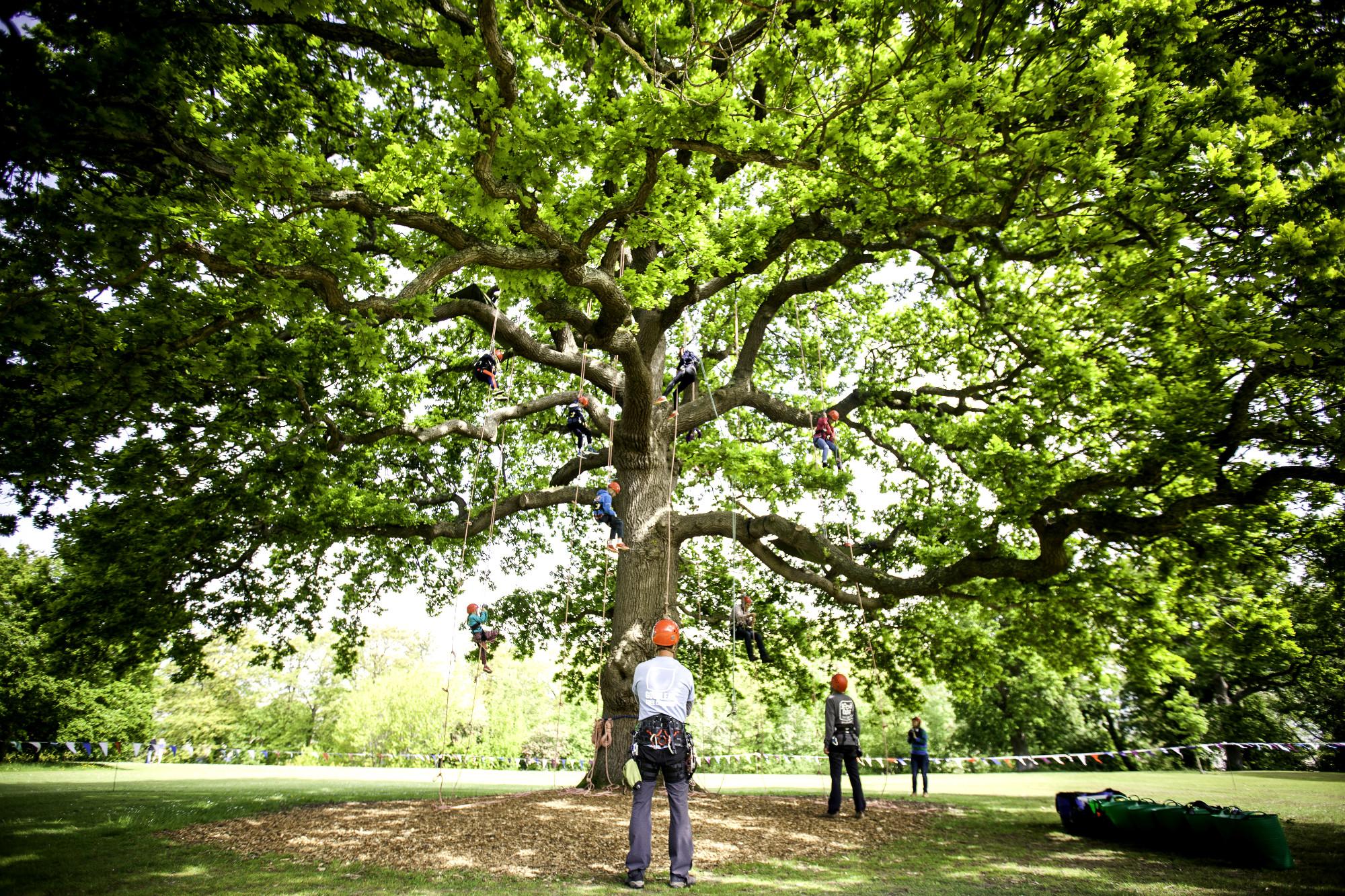 tree climber for hire