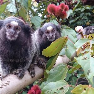 Tem muitos Saguis, são a coisa mais linda !!!
