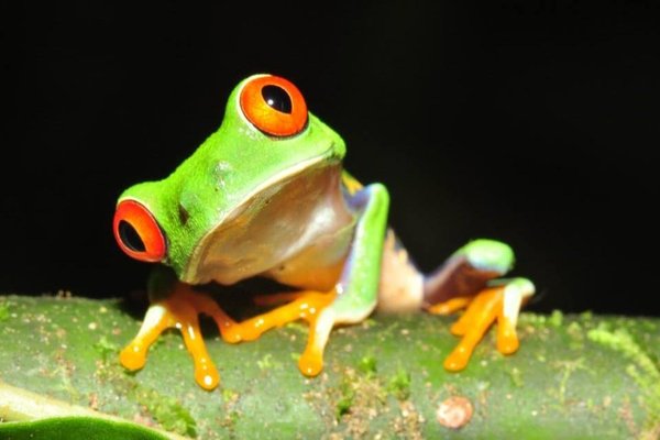 TORTUGA LODGE & GARDENS (TORTUGUERO, COSTA RICA): 1.969 fotos, comparação  de preços e 7 avaliações - Tripadvisor