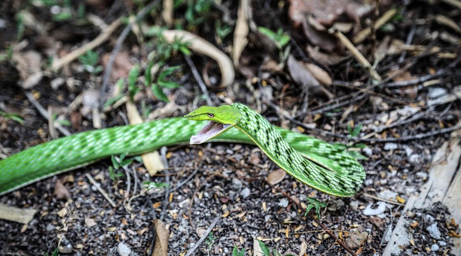 Green snake
