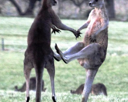 Kangaroo d9 Yoga Mat