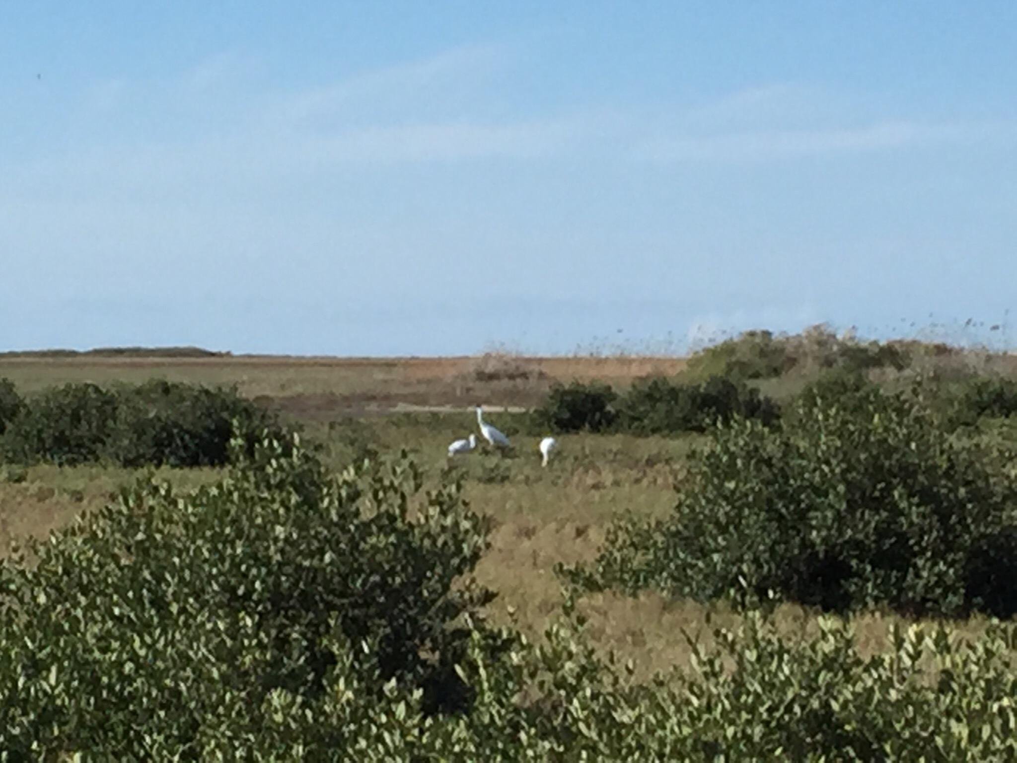 Whooping Crane Boat Tours Wharf Cat (Port Aransas) Lo que se debe