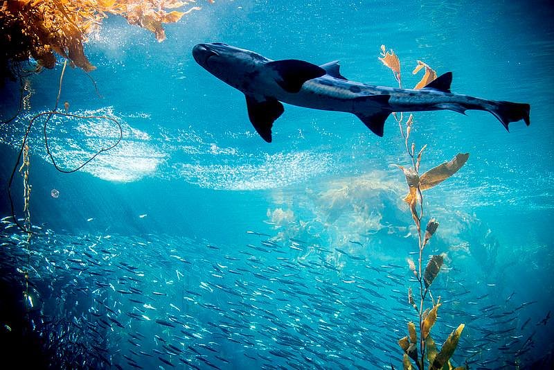 Monterey Bay Aquarium image