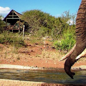 Elephant at our Waterhole