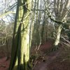 Things To Do in Alderley Edge Woodland Walk, Restaurants in Alderley Edge Woodland Walk