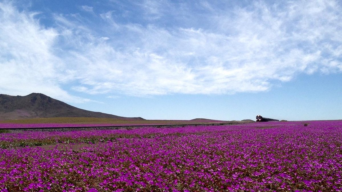 ¿Dónde está el Florido Desert 2022?