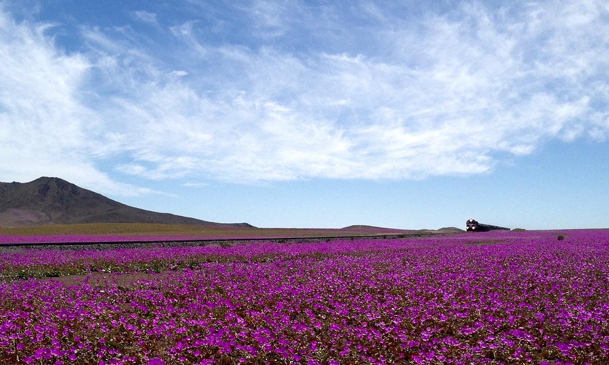 Dónde ver el desierto de floración 2022