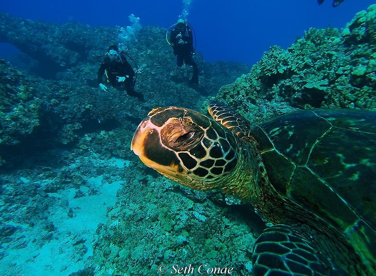 ocean safari hawaii