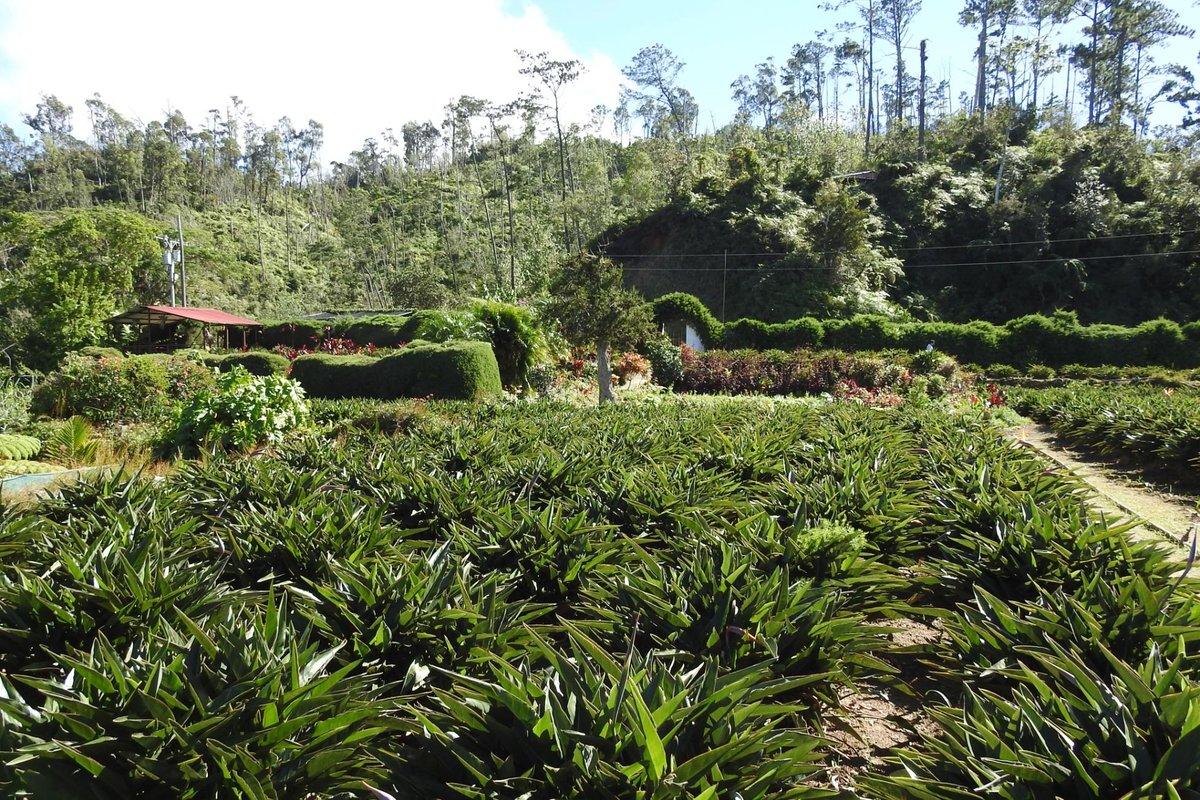 JARDIN AVE DEL PARAISO (Santiago de Cuba) - Qué SABER antes de ir