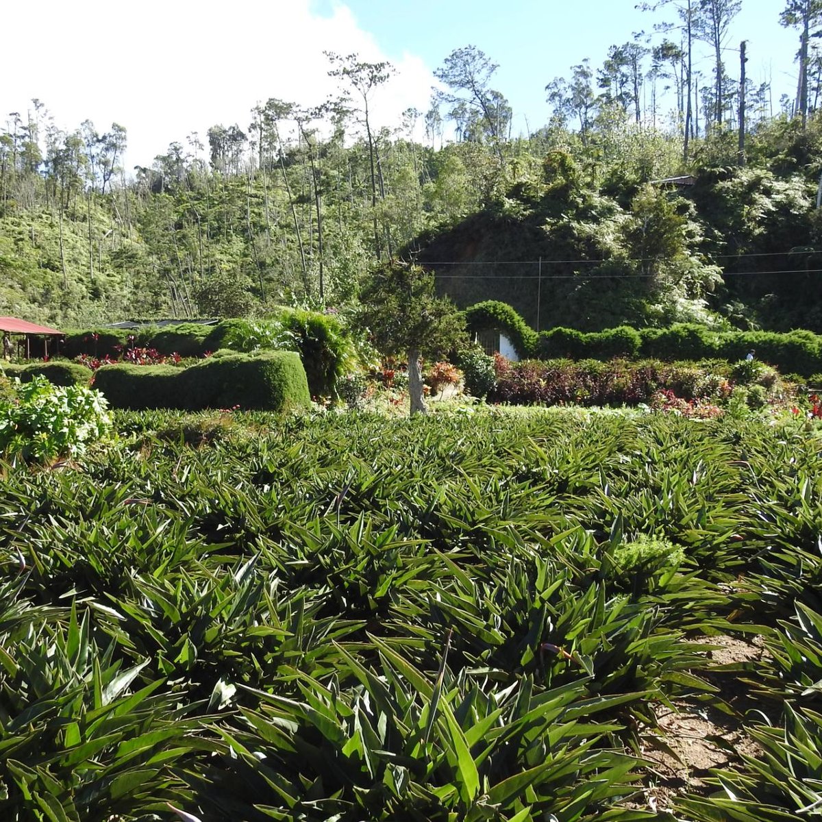 JARDIN AVE DEL PARAISO (Santiago de Cuba) - Qué SABER antes de ir