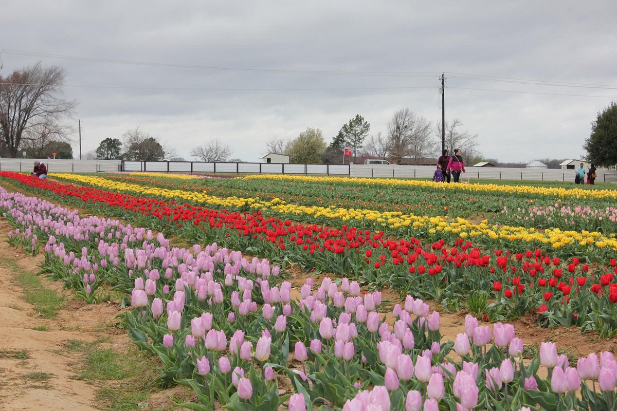 Texas Tulips (Pilot Point) All You Need to Know BEFORE You Go