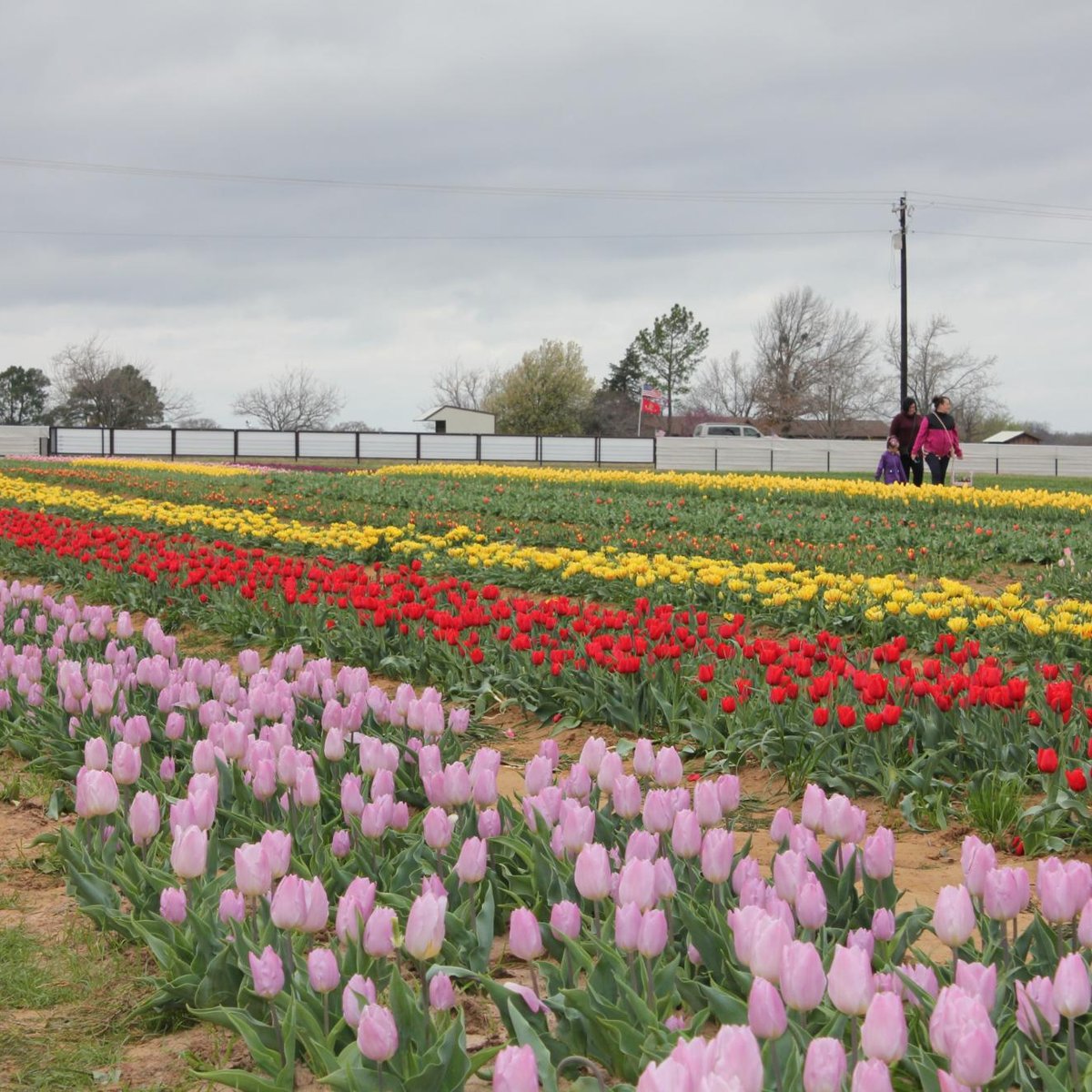 2022年 Texas Tulips 行く前に！見どころをチェック トリップアドバイザー