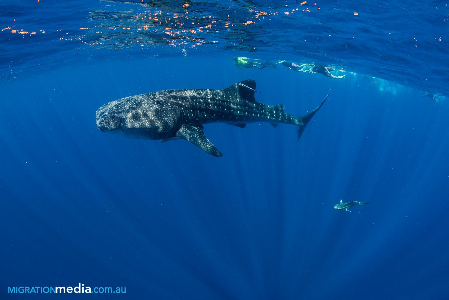 Ningaloo Reef Dive (Coral Bay): All You Need To Know