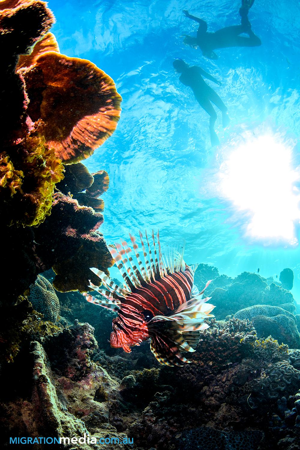 NINGALOO REEF DIVE (Coral Bay): Tutto Quello Che C'è Da Sapere