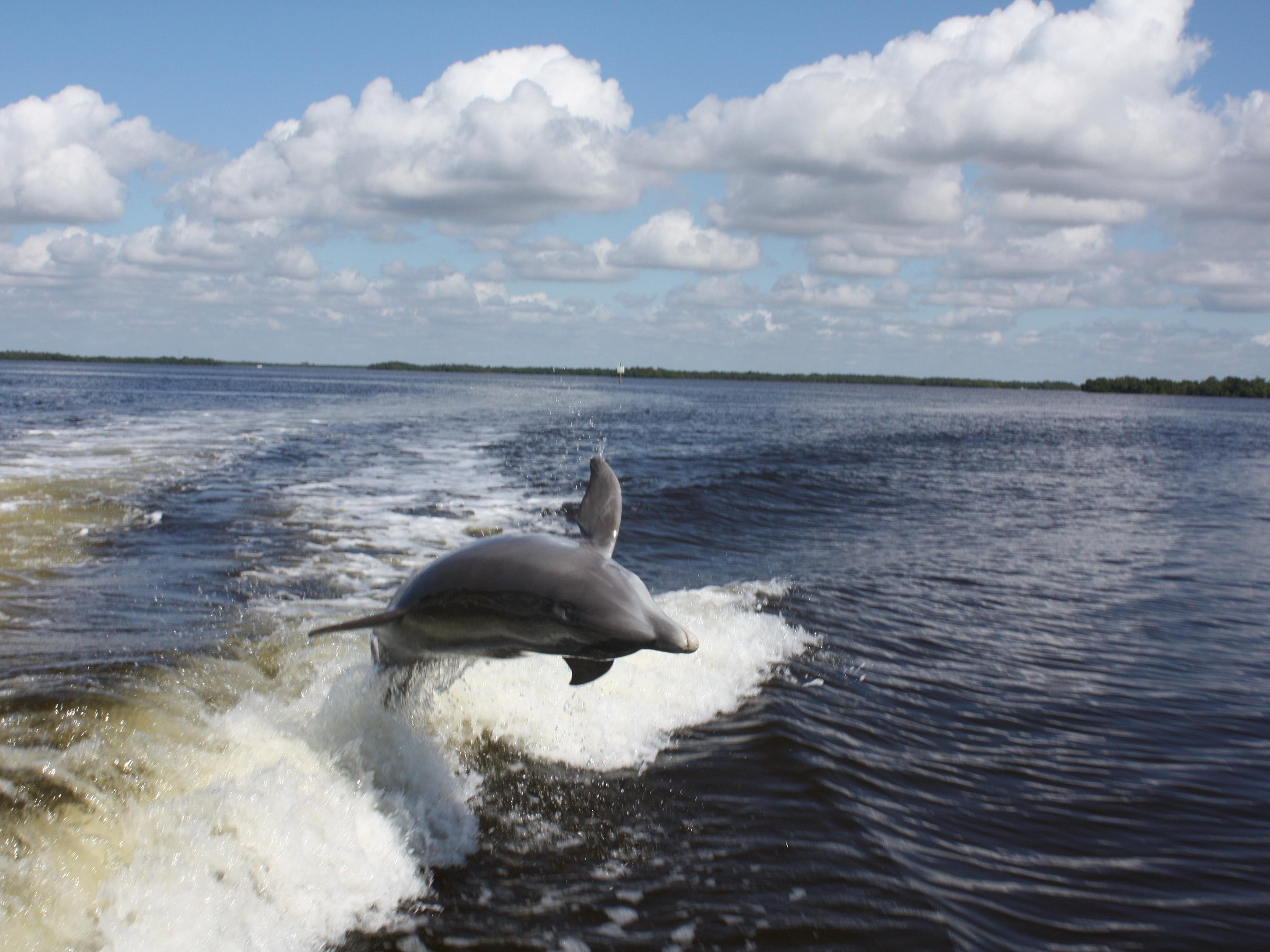 southwest florida dolphin tours