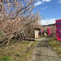 梅まつり
