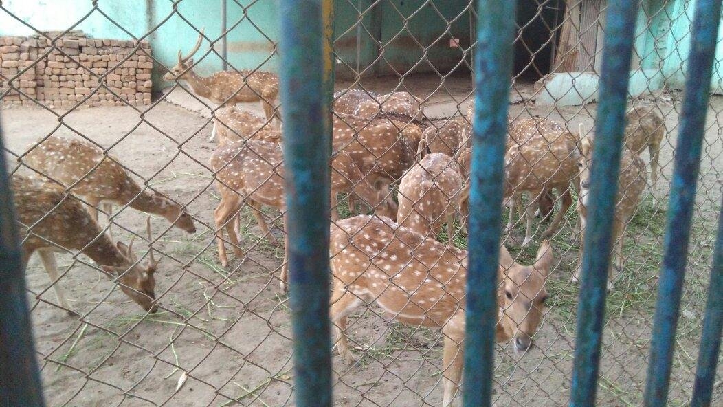 Indore Zoo - All You Need to Know BEFORE You Go (with Photos)