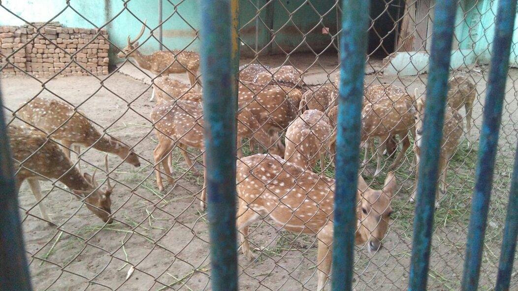 Indore Zoo - All You Need to Know BEFORE You Go (with Photos) Indore Zoo - All You Need to Know BEFORE You Go (with Photos)