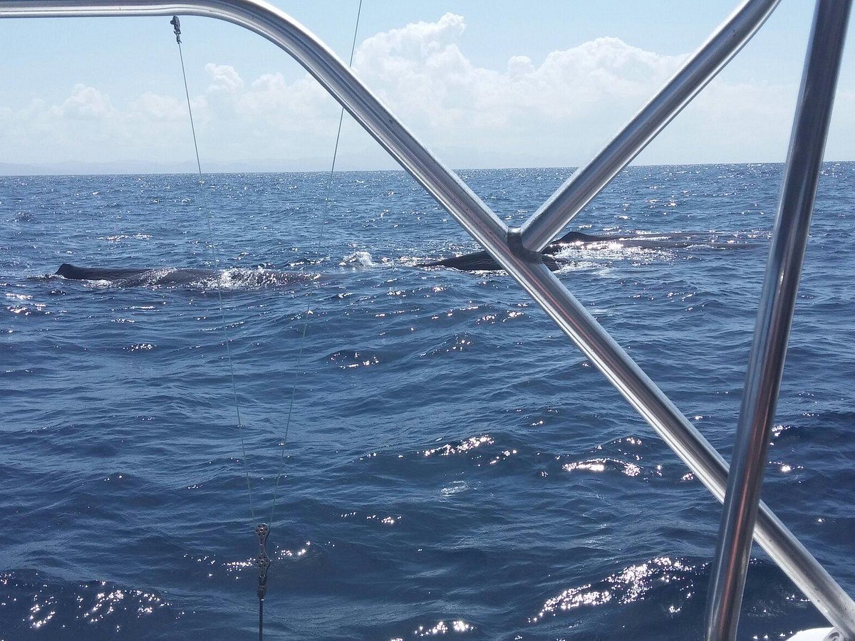 Jolly Rubino Wreck - Picture of Maverick Fishing Charters, St Lucia -  Tripadvisor