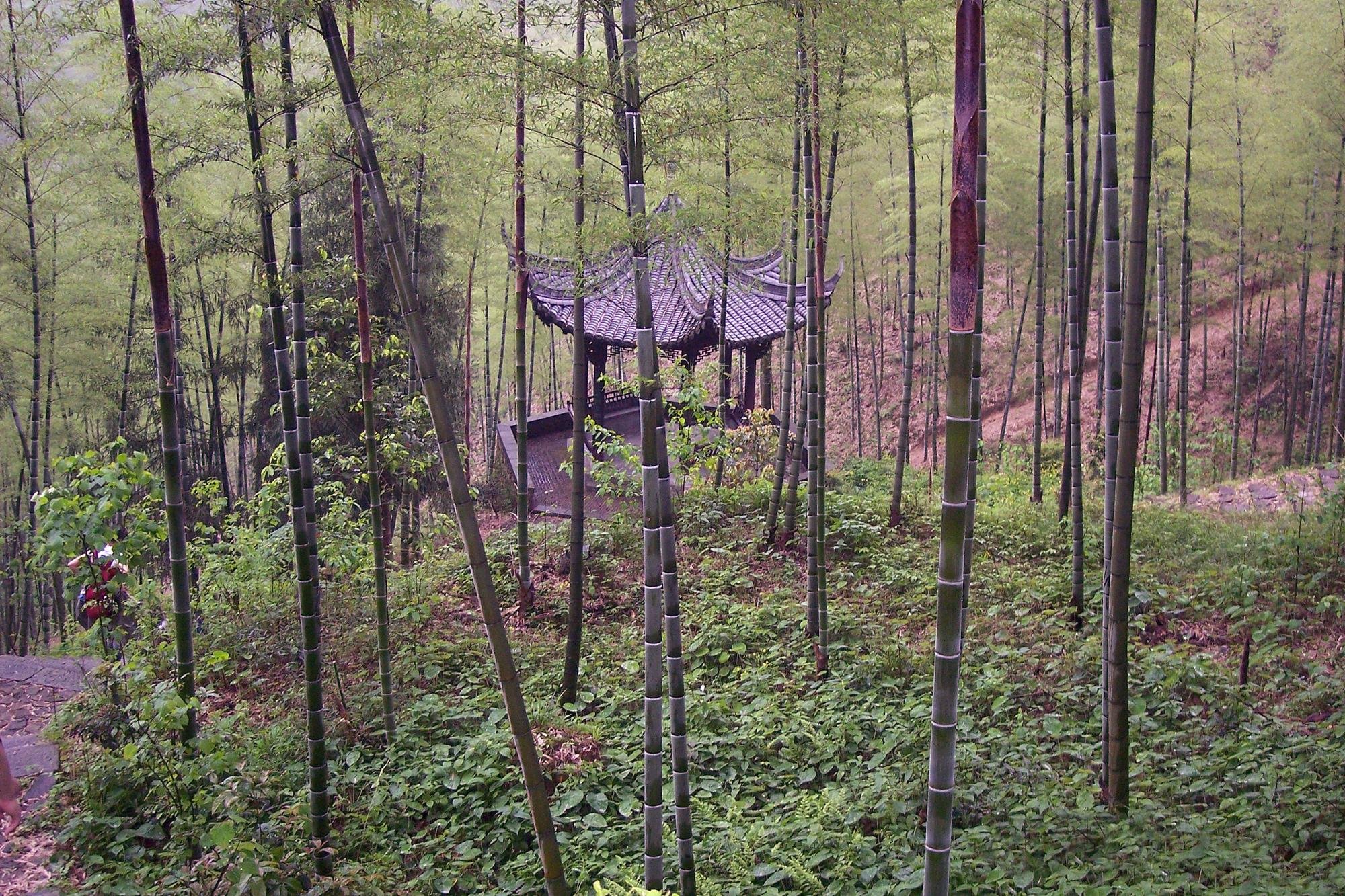 Xianxia Forest Park, Jiangshan: лучшие советы перед посещением ...