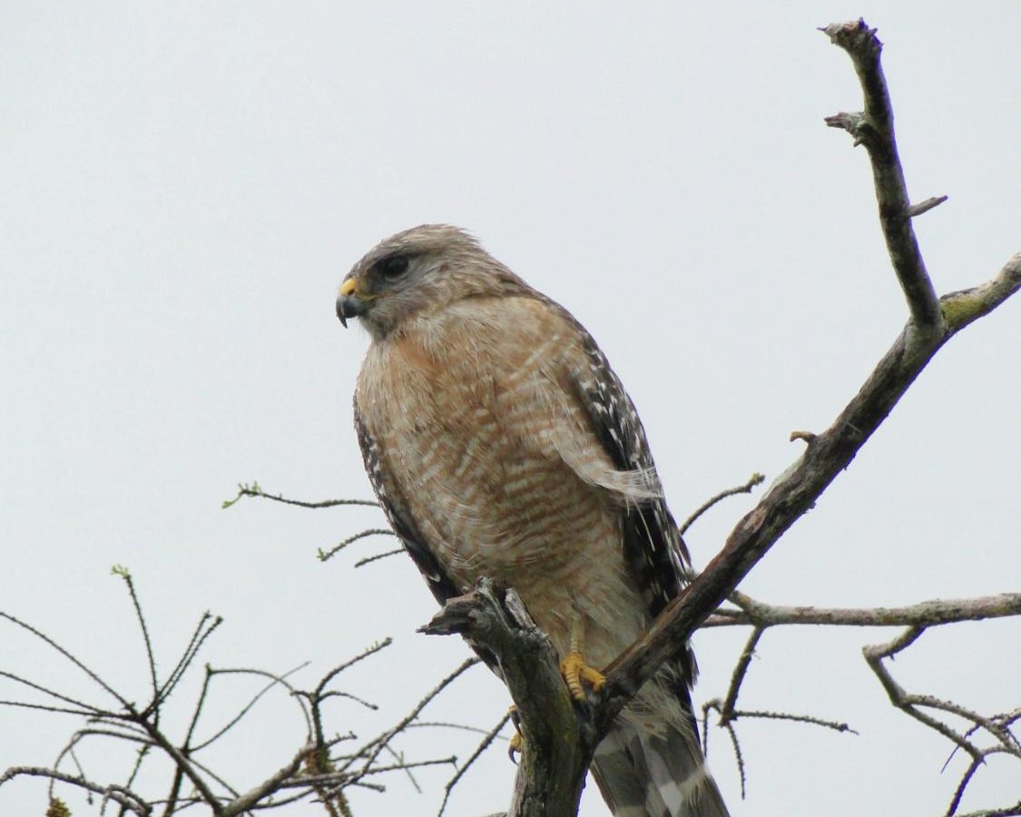 Everglades Birding - All You Need to Know BEFORE You Go (2024)