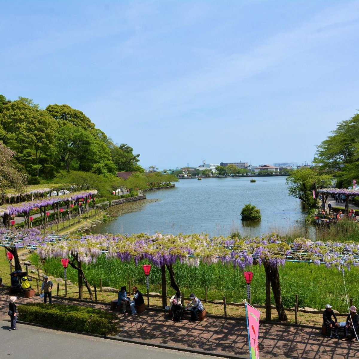 22年 蓮華寺池公園藤まつり 行く前に 見どころをチェック トリップアドバイザー